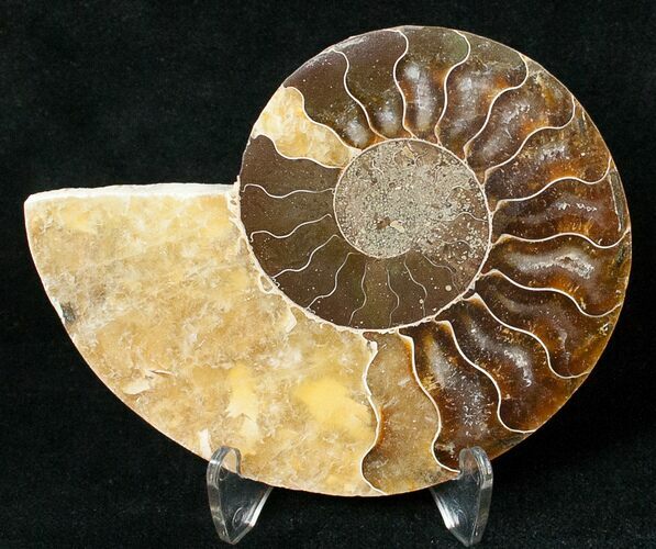 Ammonite Fossil (Half) - Million Years #17721